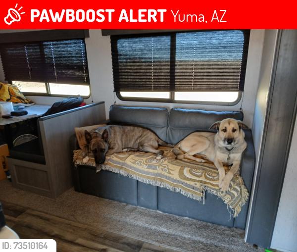 Lost Female Dog last seen Near w water St Yuma AZ USA 85364, Yuma, AZ 85364