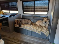 Lost Female Dog last seen Near w water St Yuma AZ USA 85364, Yuma, AZ 85364