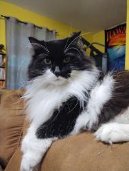 Lost Female Cat last seen Meaut Rd/Enchanted Ave, Pass Christian, MS 39571