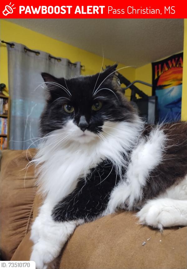 Lost Female Cat last seen Meaut Rd/Enchanted Ave, Pass Christian, MS 39571