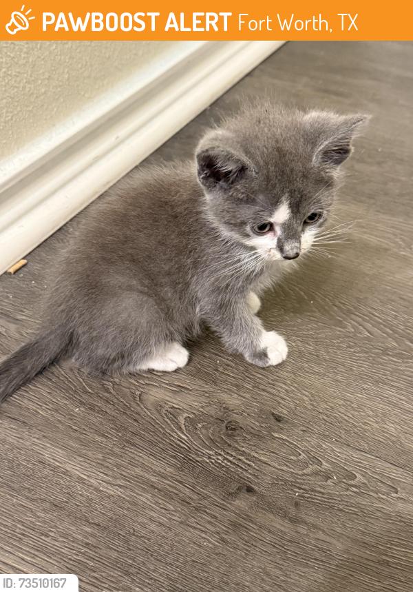 Found/Stray Unknown Cat last seen Republic Park Vista apmts, Fort Worth, TX 76244