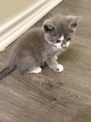 Found/Stray Unknown Cat last seen Republic Park Vista apmts, Fort Worth, TX 76244