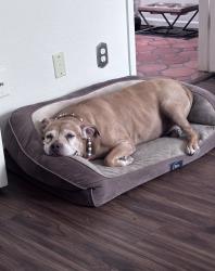 Reunited Female Dog last seen Hayden and via de ventura, Scottsdale, AZ 85258
