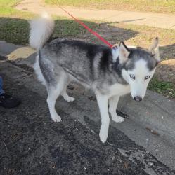Found/Stray Female Dog last seen Toulouse Dr, Austin, TX 78748