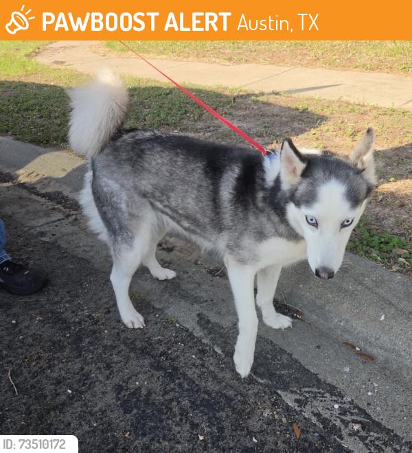 Found/Stray Female Dog last seen Toulouse Dr, Austin, TX 78748