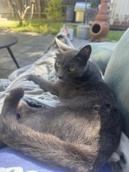 Lost Female Cat last seen Octavia & Penniman, Oakland, CA 94619