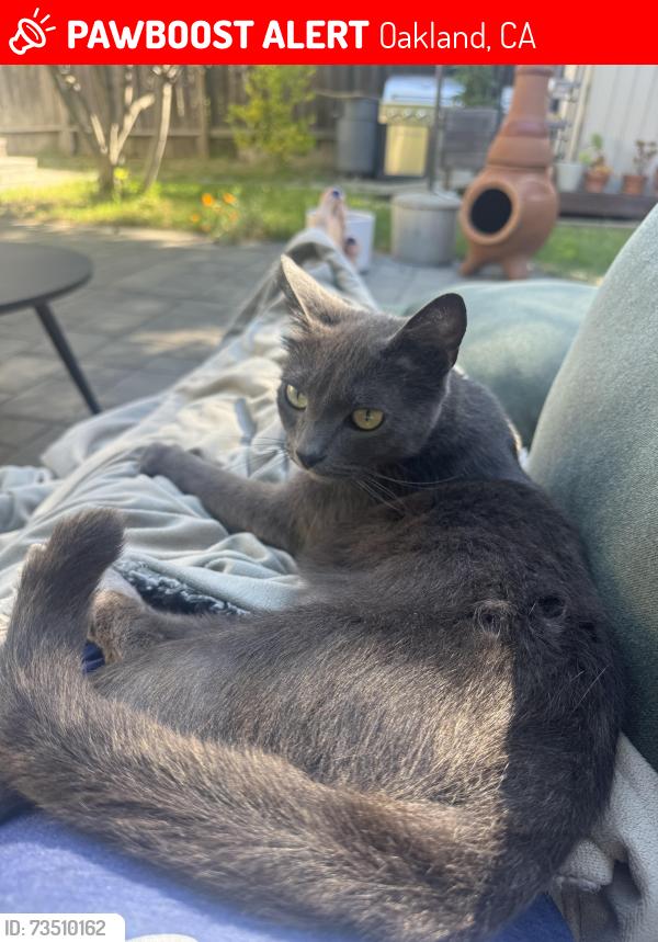 Lost Female Cat last seen Octavia & Penniman, Oakland, CA 94619