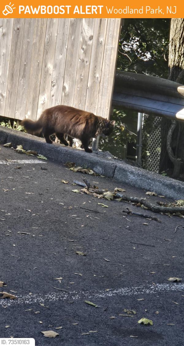 Found/Stray Unknown Cat last seen Meriline Ave and Sunset drive, parking lot of Westmount Village apmts, Woodland Park, NJ 07424