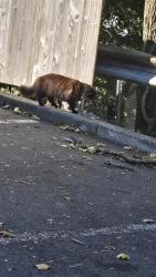 Found/Stray Unknown Cat last seen Meriline Ave and Sunset drive, parking lot of Westmount Village apmts, Woodland Park, NJ 07424