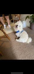 Reunited Male Dog last seen Louisiana/Menaul, Albuquerque, NM 87110