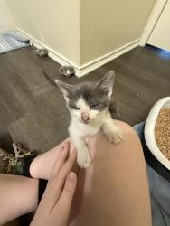 Found/Stray Unknown Cat last seen Republic Park Vista apmts, Fort Worth, TX 76244