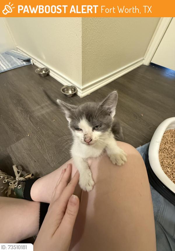 Found/Stray Unknown Cat last seen Republic Park Vista apmts, Fort Worth, TX 76244