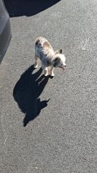 Found/Stray Unknown Dog last seen 77th avenue between Queens Boulevard and Austin St, Queens, NY 11375