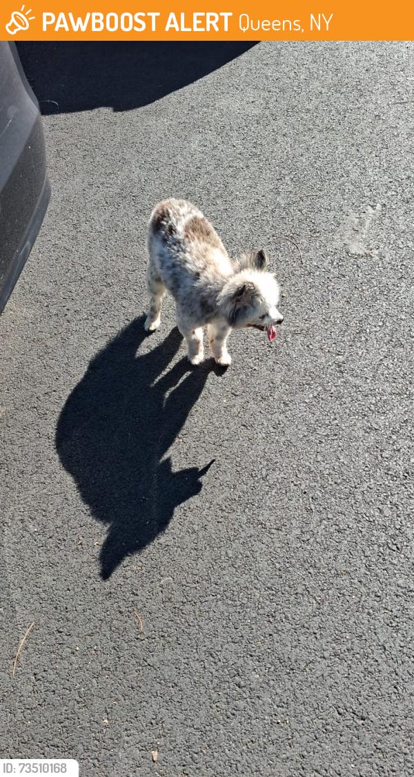 Found/Stray Unknown Dog last seen 77th avenue between Queens Boulevard and Austin St, Queens, NY 11375