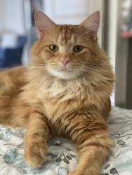 Reunited Male Cat last seen Hardimont and St. Albans, Raleigh, NC 27609