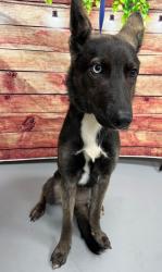Found/Stray Unknown Dog last seen Located at Rockdale County Animal Service, 1506 Rockbridge Road, Conyers, GA 30012, Conyers, GA 30012