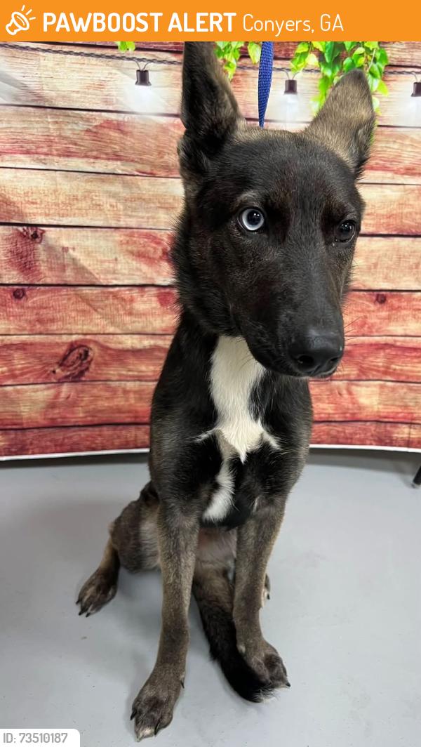 Found/Stray Unknown Dog last seen Located at Rockdale County Animal Service, 1506 Rockbridge Road, Conyers, GA 30012, Conyers, GA 30012