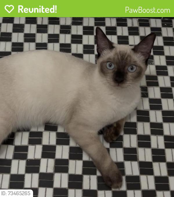 Reunited Male Cat last seen Near Grace Ave ste 56, Hollywood, CA 90028, USA, Los Angeles, CA 90028