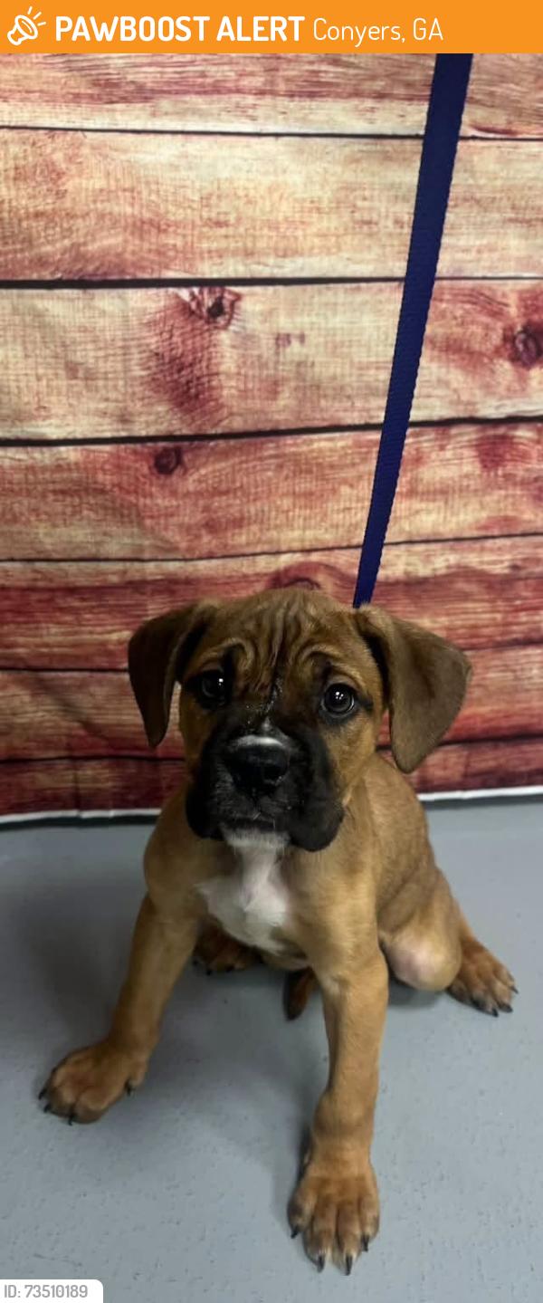 Found/Stray Unknown Dog last seen Located at Rockdale County Animal Service, 1506 Rockbridge Road, Conyers, GA 30012, Conyers, GA 30012