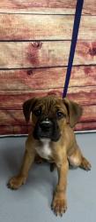 Found/Stray Unknown Dog last seen Located at Rockdale County Animal Service, 1506 Rockbridge Road, Conyers, GA 30012, Conyers, GA 30012