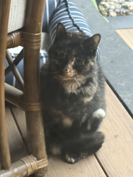 Reunited Female Cat last seen Bates and Elliott. Currently on my front porch in covered catio, Saint Paul, MN 55106