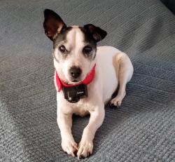 Lost Male Dog last seen Wesley Dr., Raleigh, NC 27603