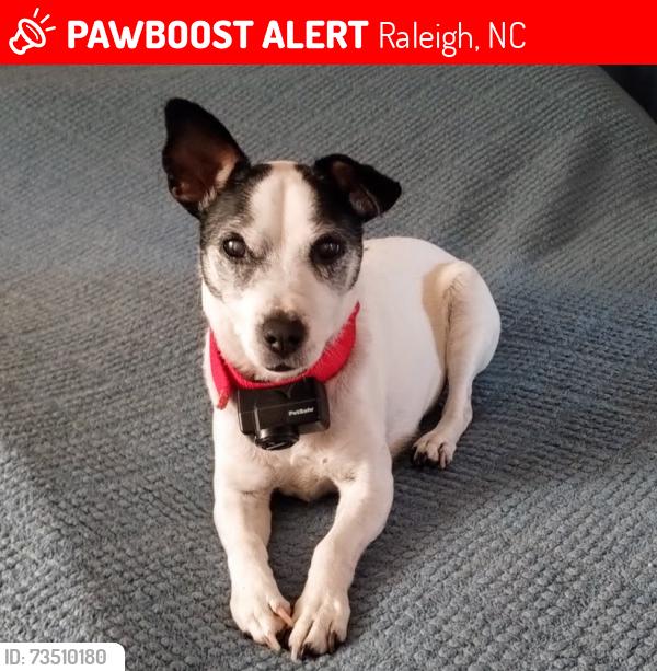 Lost Male Dog last seen Wesley Dr., Raleigh, NC 27603