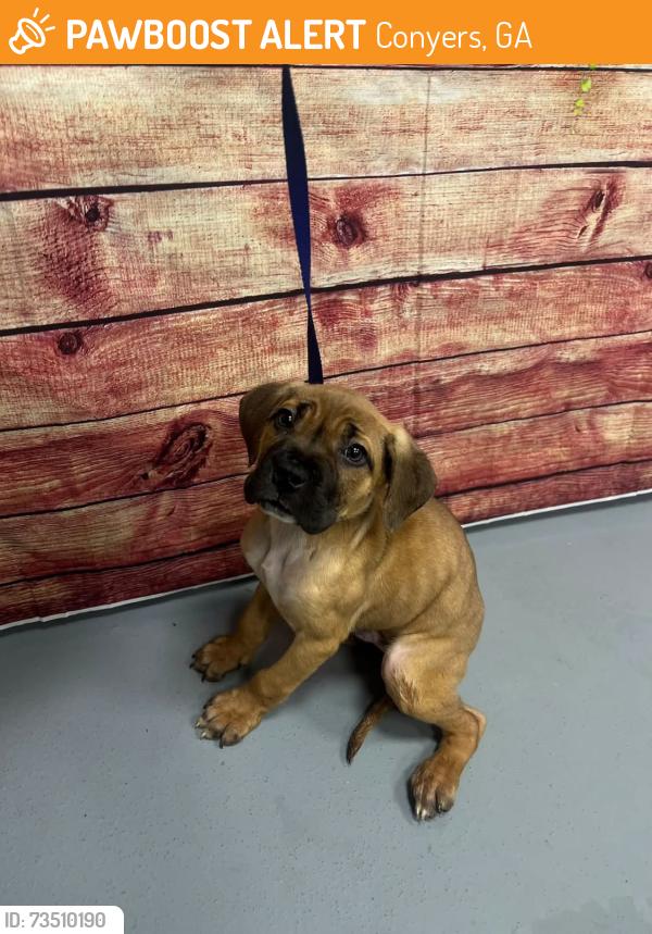 Found/Stray Unknown Dog last seen Located at Rockdale County Animal Service, 1506 Rockbridge Road, Conyers, GA 30012, Conyers, GA 30012