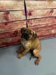 Found/Stray Unknown Dog last seen Located at Rockdale County Animal Service, 1506 Rockbridge Road, Conyers, GA 30012, Conyers, GA 30012