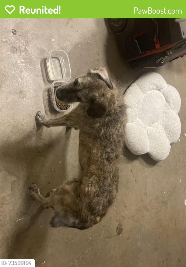 Reunited Female Dog last seen Hathman ln, Fort Worth, TX 76244