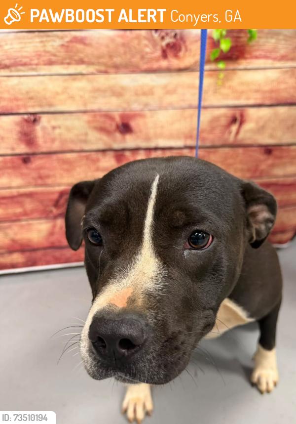 Found/Stray Unknown Dog last seen Located at Rockdale County Animal Service, 1506 Rockbridge Road, Conyers, GA 30012, Conyers, GA 30012