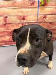 Found/Stray Unknown Dog last seen Located at Rockdale County Animal Service, 1506 Rockbridge Road, Conyers, GA 30012, Conyers, GA 30012