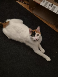 Reunited Female Cat last seen GREENHOLM DR, WALEARGA RD NEAR PALM AVE., Sacramento, CA 95842