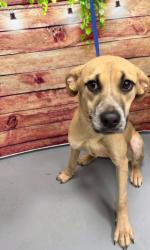 Found/Stray Unknown Dog last seen Located at Rockdale County Animal Service, 1506 Rockbridge Road, Conyers, GA 30012, Conyers, GA 30012