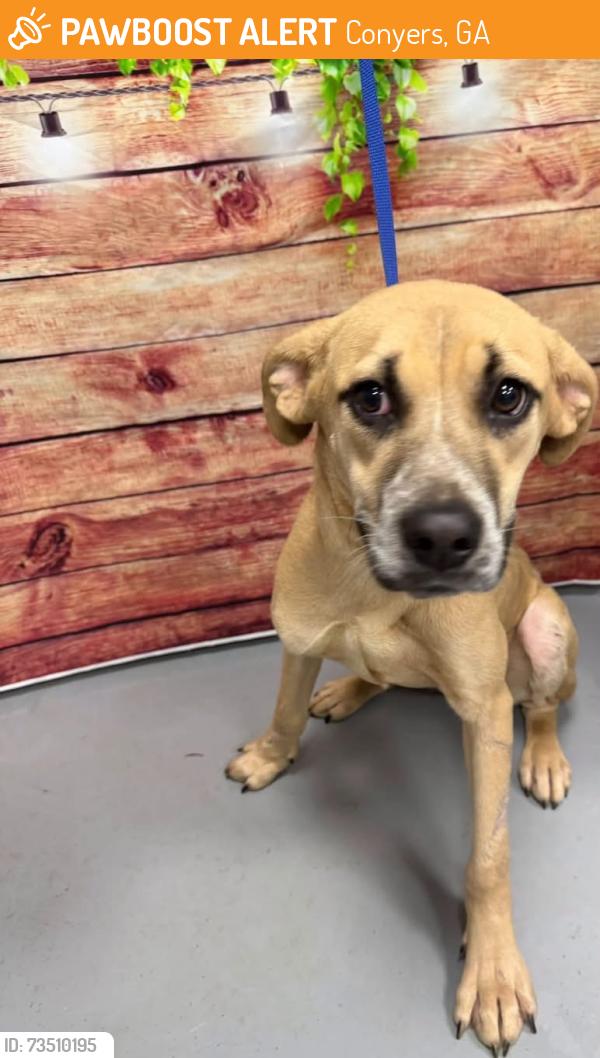 Found/Stray Unknown Dog last seen Located at Rockdale County Animal Service, 1506 Rockbridge Road, Conyers, GA 30012, Conyers, GA 30012