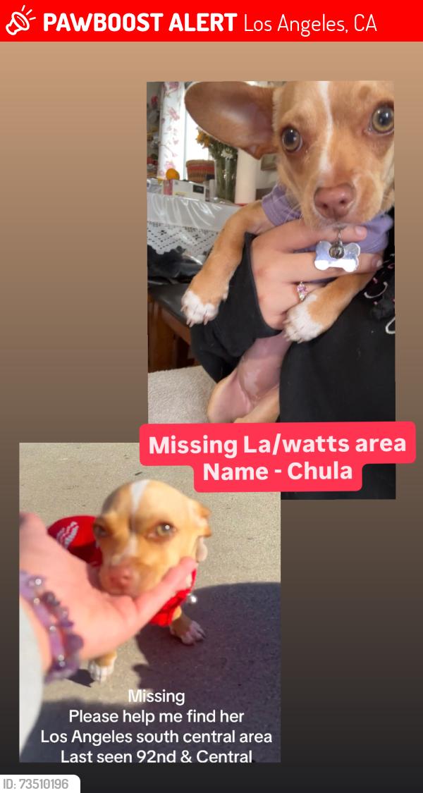 Lost Female Dog last seen Central Ave, Los Angeles, CA 90002