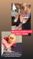 Lost Female Dog last seen Central Ave, Los Angeles, CA 90002