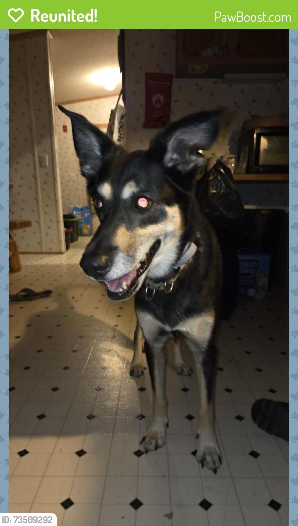 Reunited Female Dog last seen Cherryfield, Cherryfield, ME 04622