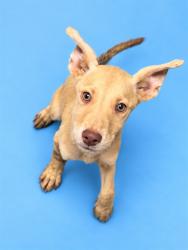 Shelter Stray Male Dog last seen Near BLOCK JULIA MARIE CIR, 2020 Forest St, Jacksonville, FL 32204, USA