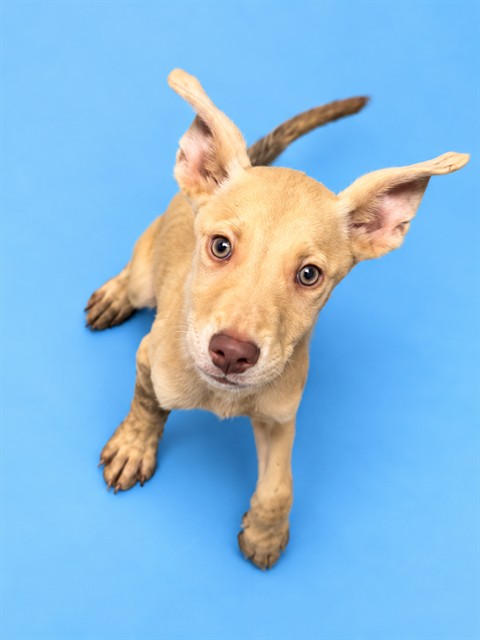Shelter Stray Male Dog last seen Near BLOCK JULIA MARIE CIR, 2020 Forest St, Jacksonville, FL 32204, USA