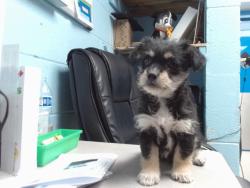 Shelter Stray Male Dog last seen RIO CLARA / RIO LINDA, 11800 Sunset Gardens Rd SW, Albuquerque, NM 87121, USA