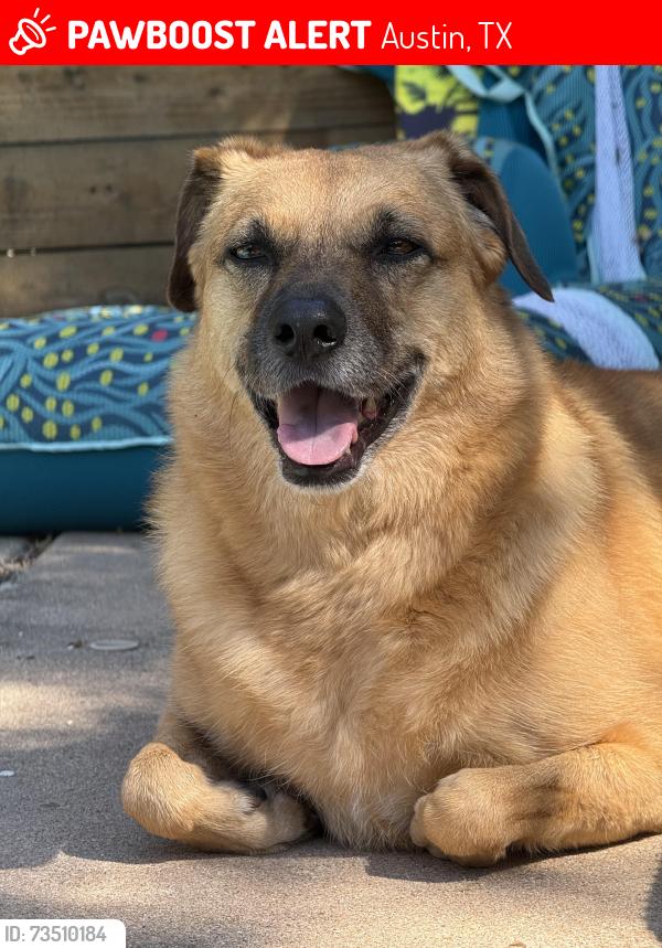 Lost Female Dog last seen 12th and I35 she’s trying to get to NWH, Austin, TX 78702