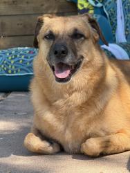 Lost Female Dog last seen 12th and I35 she’s trying to get to NWH, Austin, TX 78702