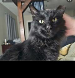Lost Male Cat last seen Indian and Partridge, Enid, OK 73703