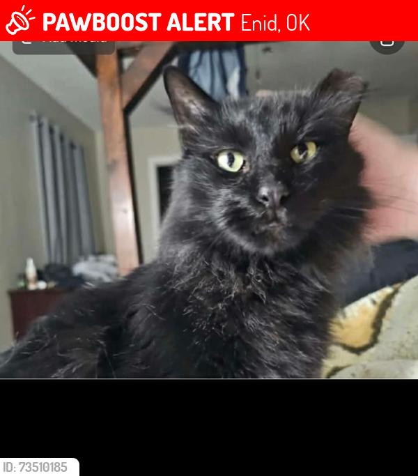 Lost Male Cat last seen Indian and Partridge, Enid, OK 73703