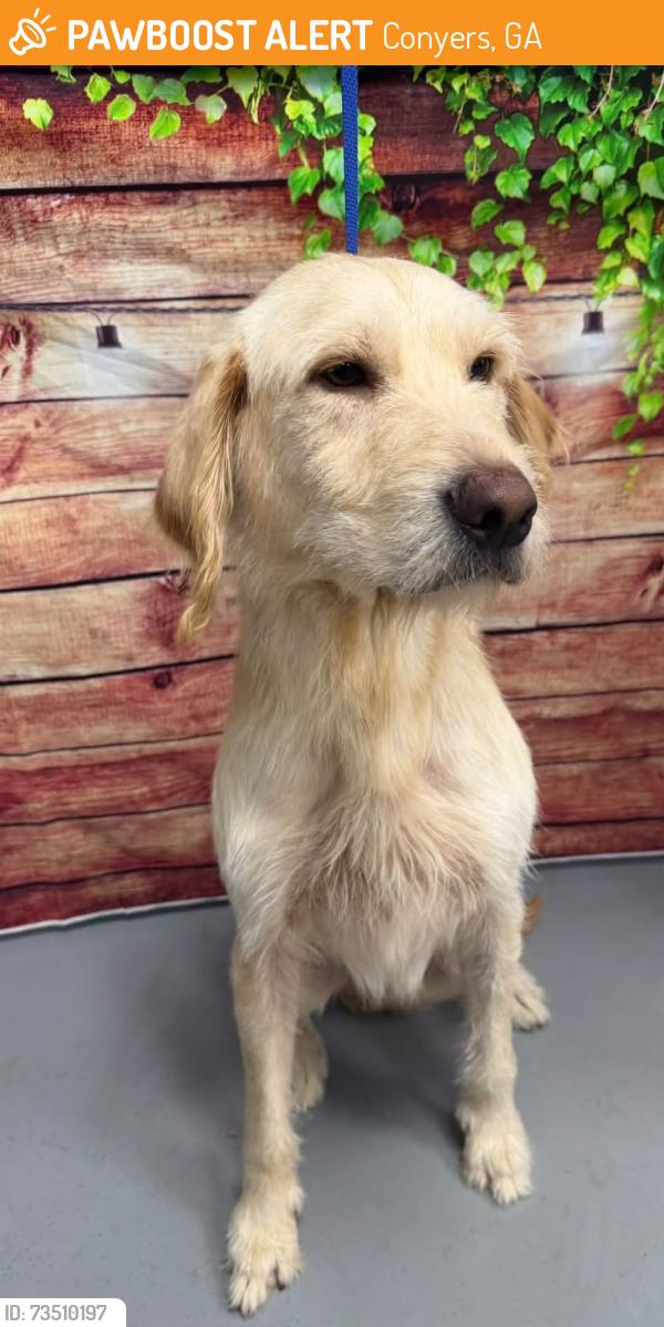 Found/Stray Unknown Dog last seen Located at Rockdale County Animal Service, 1506 Rockbridge Road, Conyers, GA 30012, Conyers, GA 30012