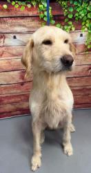 Found/Stray Unknown Dog last seen Located at Rockdale County Animal Service, 1506 Rockbridge Road, Conyers, GA 30012, Conyers, GA 30012