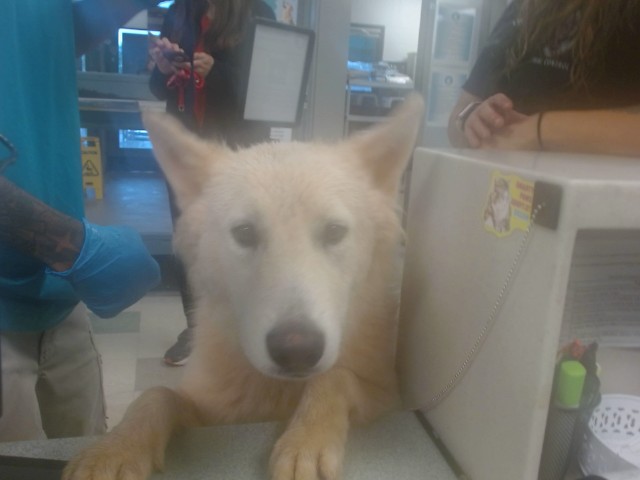 Shelter Stray Male Dog last seen SE 29TH AND BRYANT, 2811 SE 29th St, Oklahoma City, OK 73129, USA