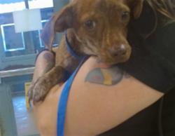 Shelter Stray Male Dog last seen SE 29TH AND BRYANT, 2811 SE 29th St, Oklahoma City, OK 73129, USA