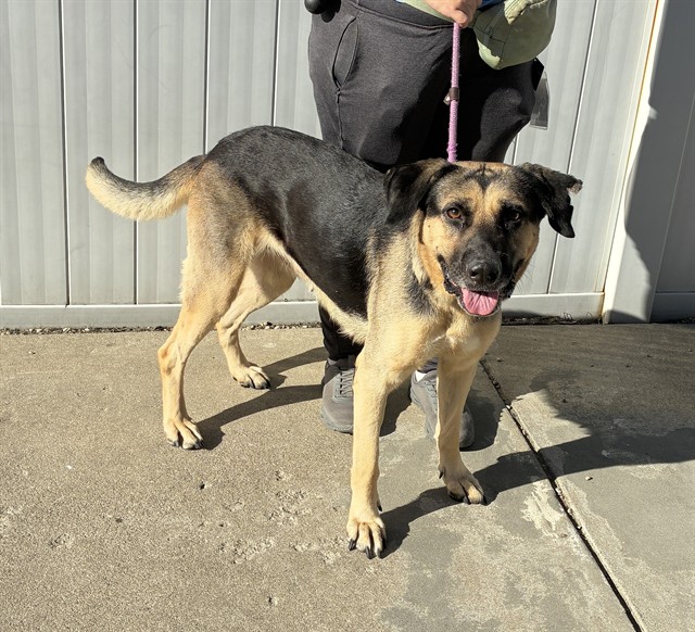 Shelter Stray Female Dog last seen Near BLOCK S 39TH ST, 3528 Newburg Rd, Louisville, KY 40218, USA